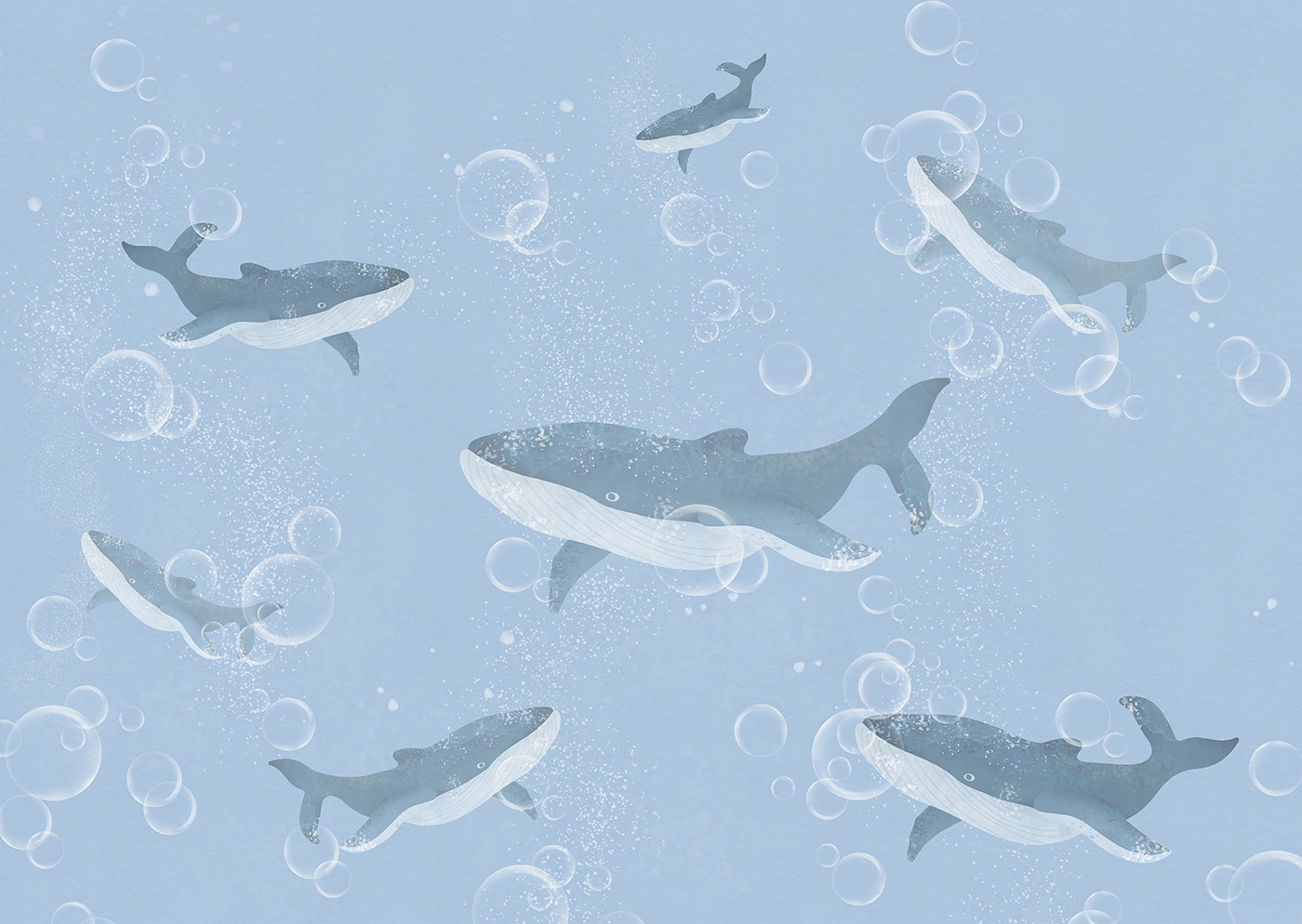 A group of whales swimming in water A group of whales swimming in water