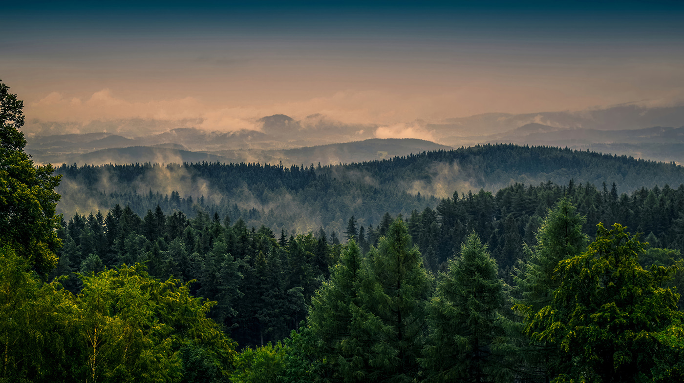 Forest with fog and clouds Forest with fog and clouds