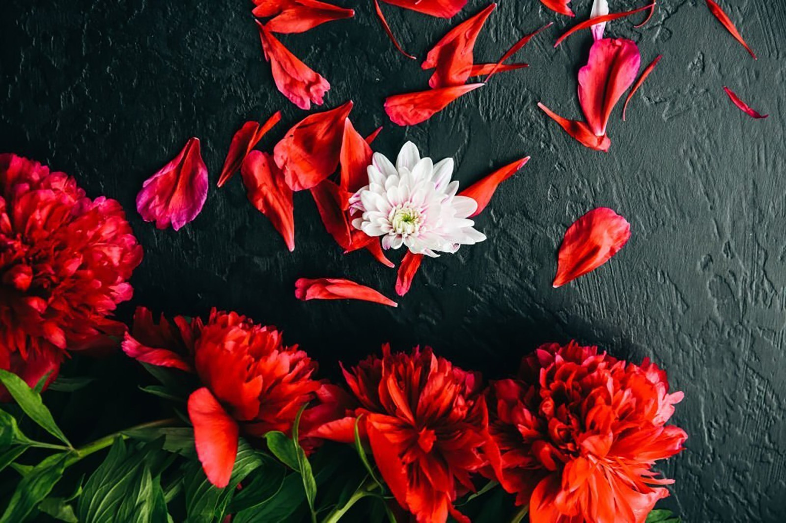 Skupina červených kvetov s okvetnými lístkami na čiernom povrchu u71471p - Skupina červených kvetov s okvetnými lístkami na čiernom povrchu - tegory