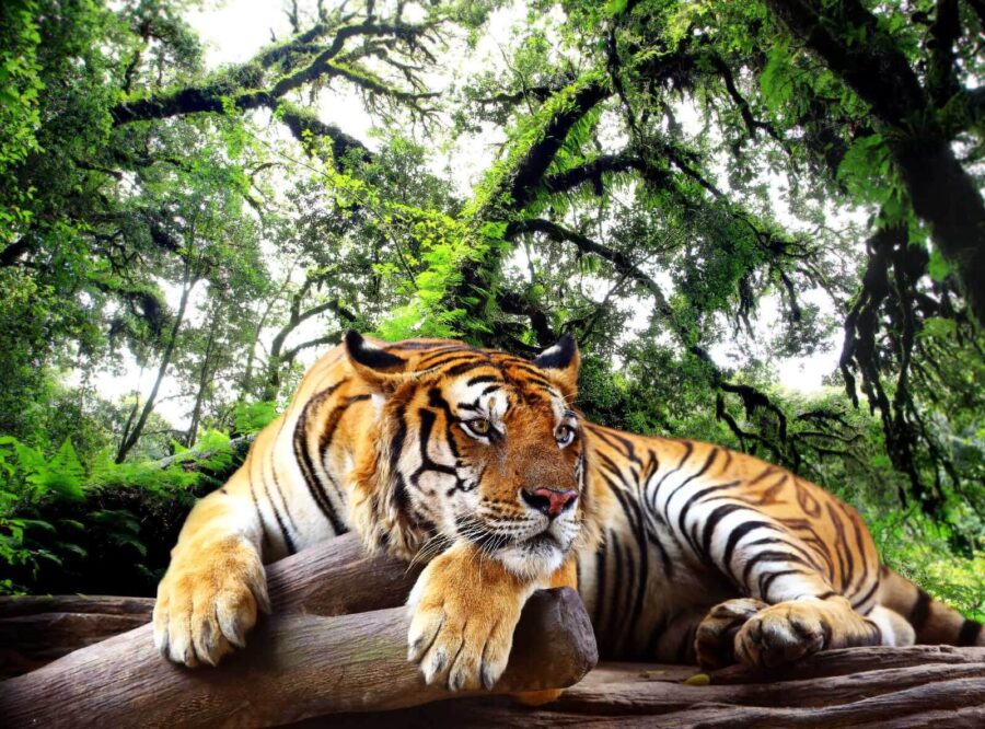 Fototapety Tiger ležiaci na kmeni - Image 4