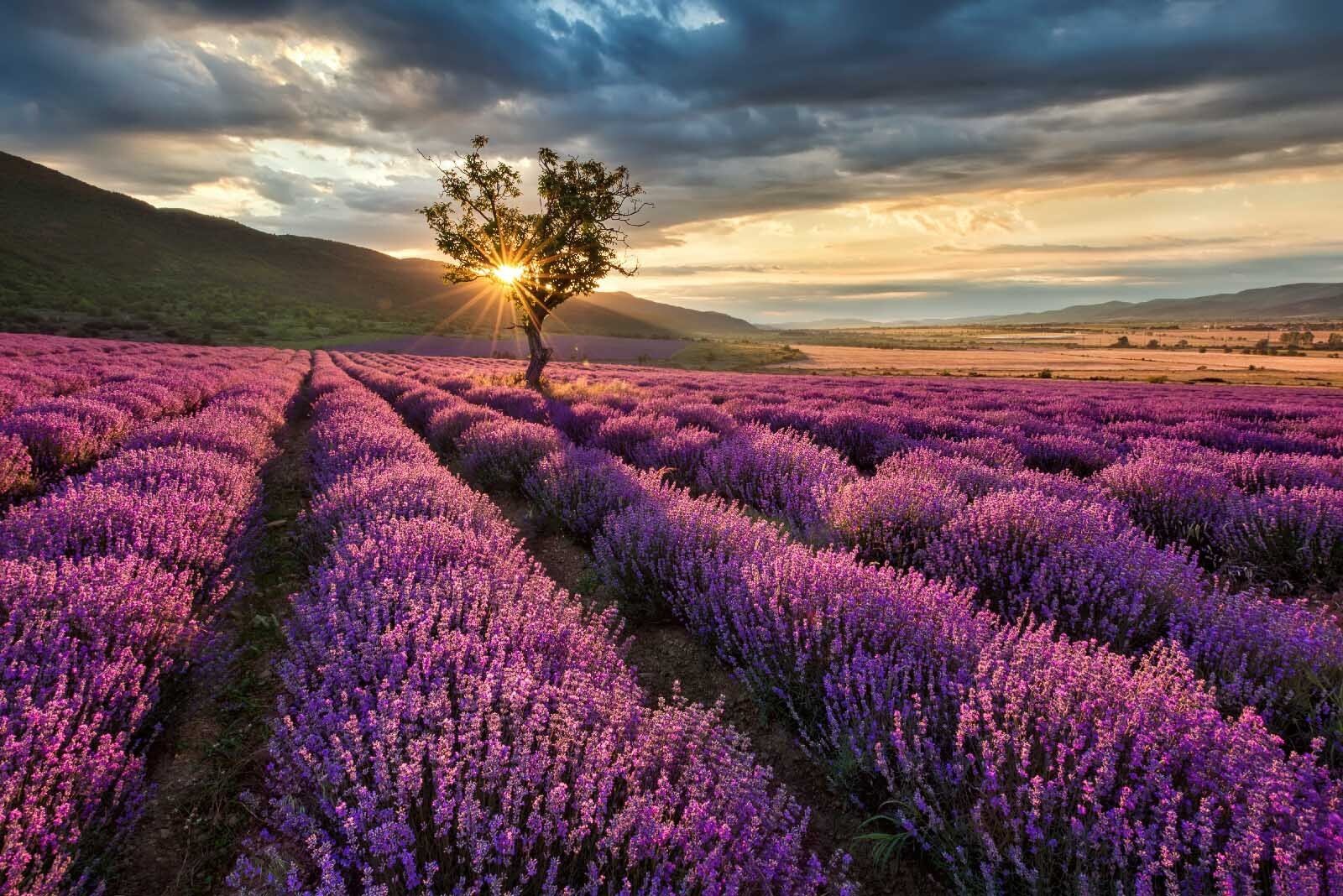Tree in a field of lavender Tree in a field of lavender