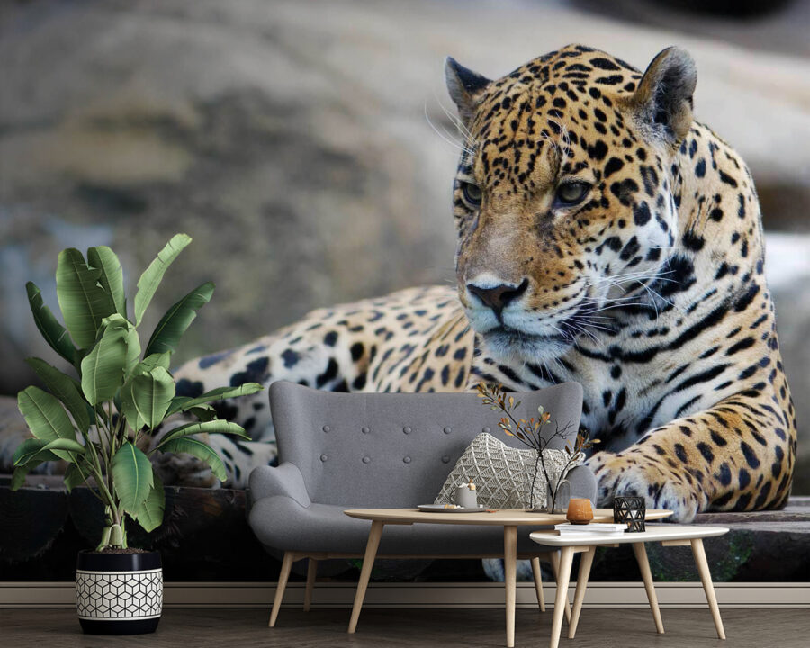 Leopard ležiaci na drevenom povrchu