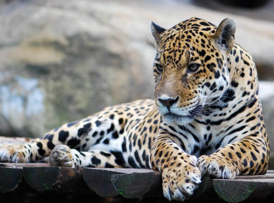 Leopard ležiaci na drevenom povrchu
