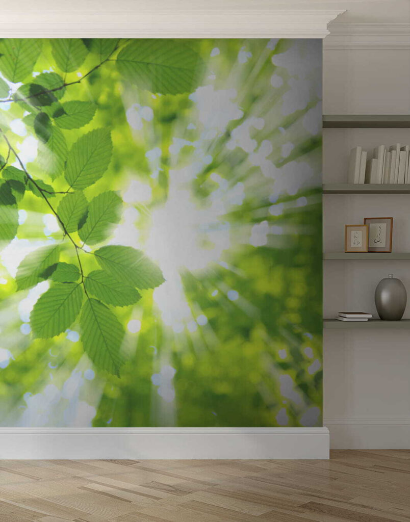 Sun shining through leaves Sun shining through leaves