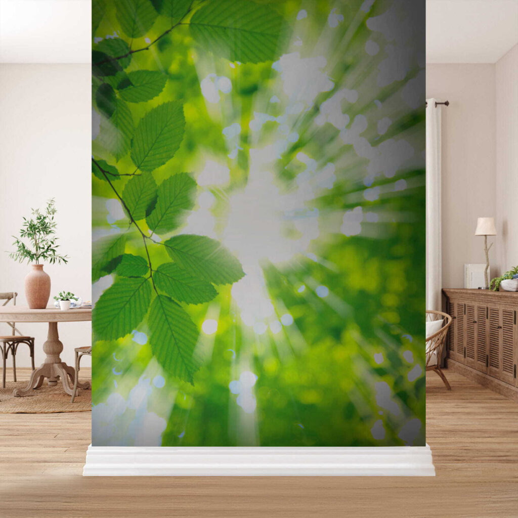 Sun shining through leaves Sun shining through leaves