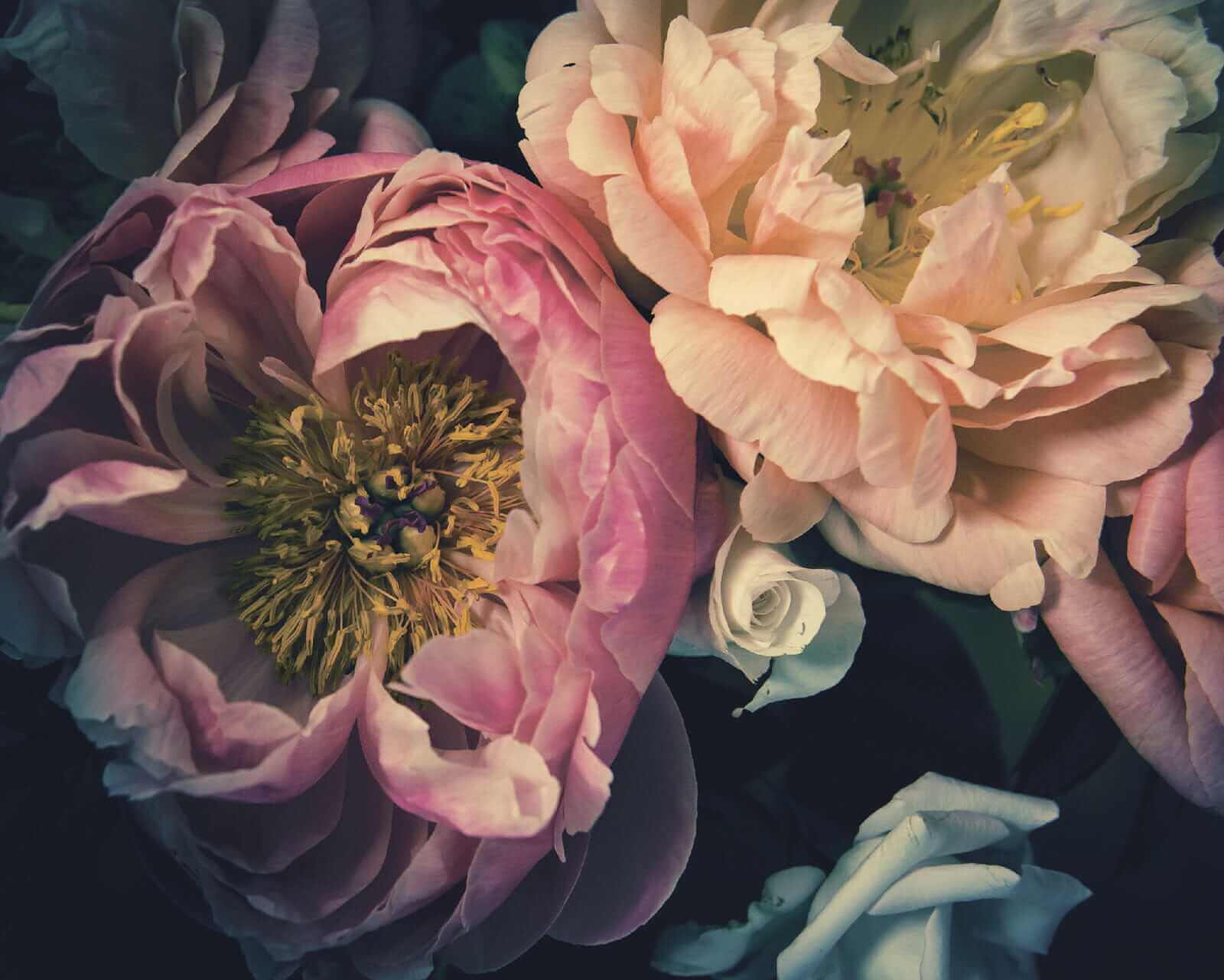 Krásne kvety v jemných odtieňoch u53297p - Krásne kvety v jemných odtieňoch - tegory