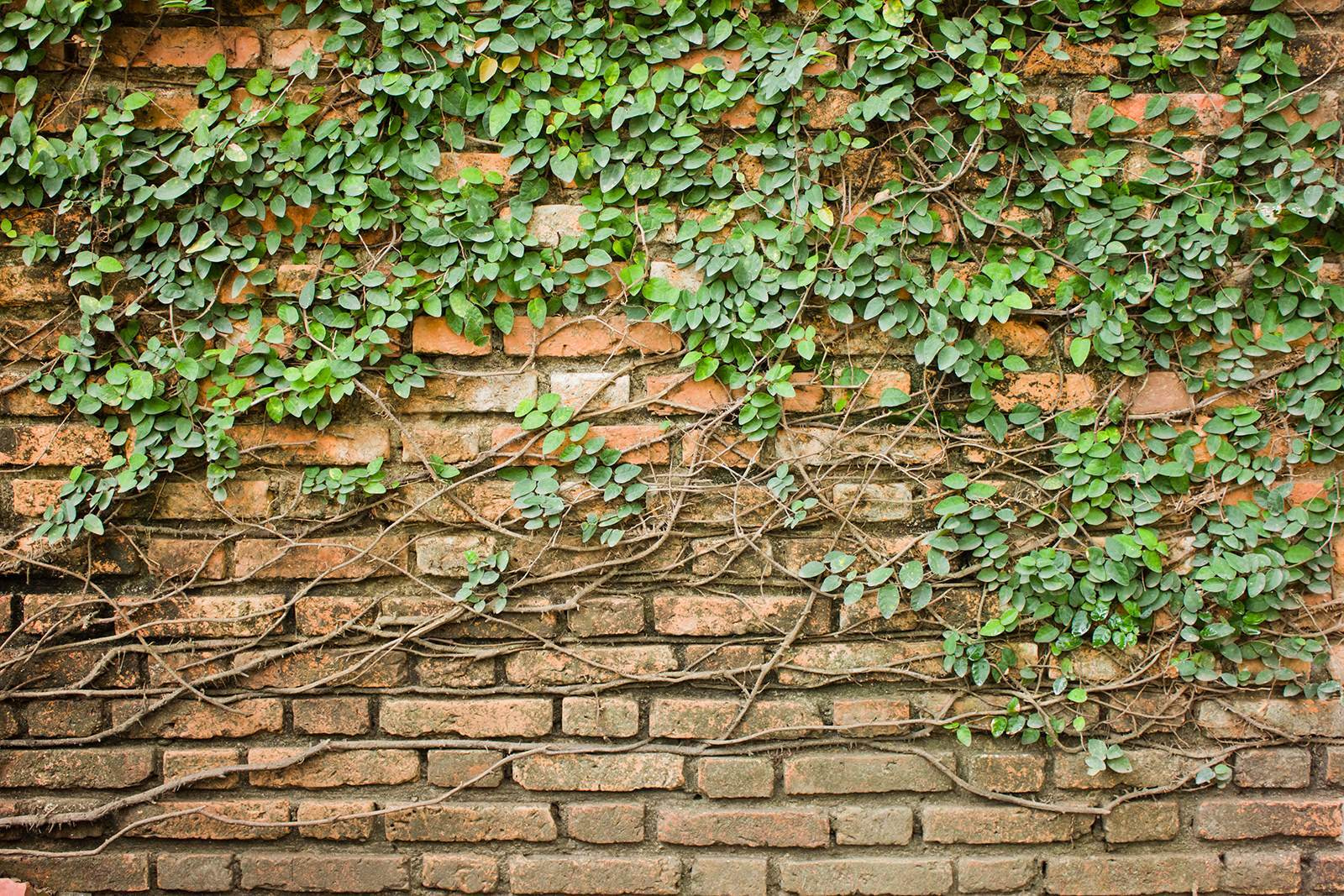 A brick wall with ivy growing on it A brick wall with ivy growing on it