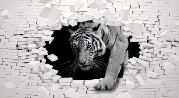 Tiger prichádza cez dieru v stene Tiger prichádza cez dieru v stene