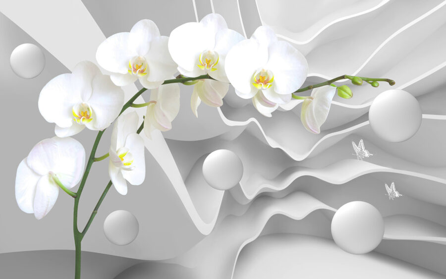 Biele orchidey a biele gule Biele orchidey a biele gule