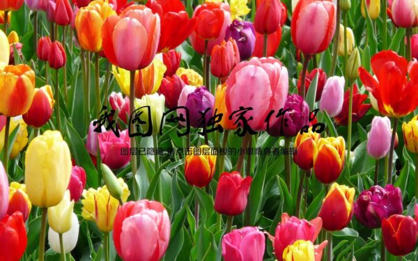 Skupina farebných tulipánov Skupina farebných tulipánov