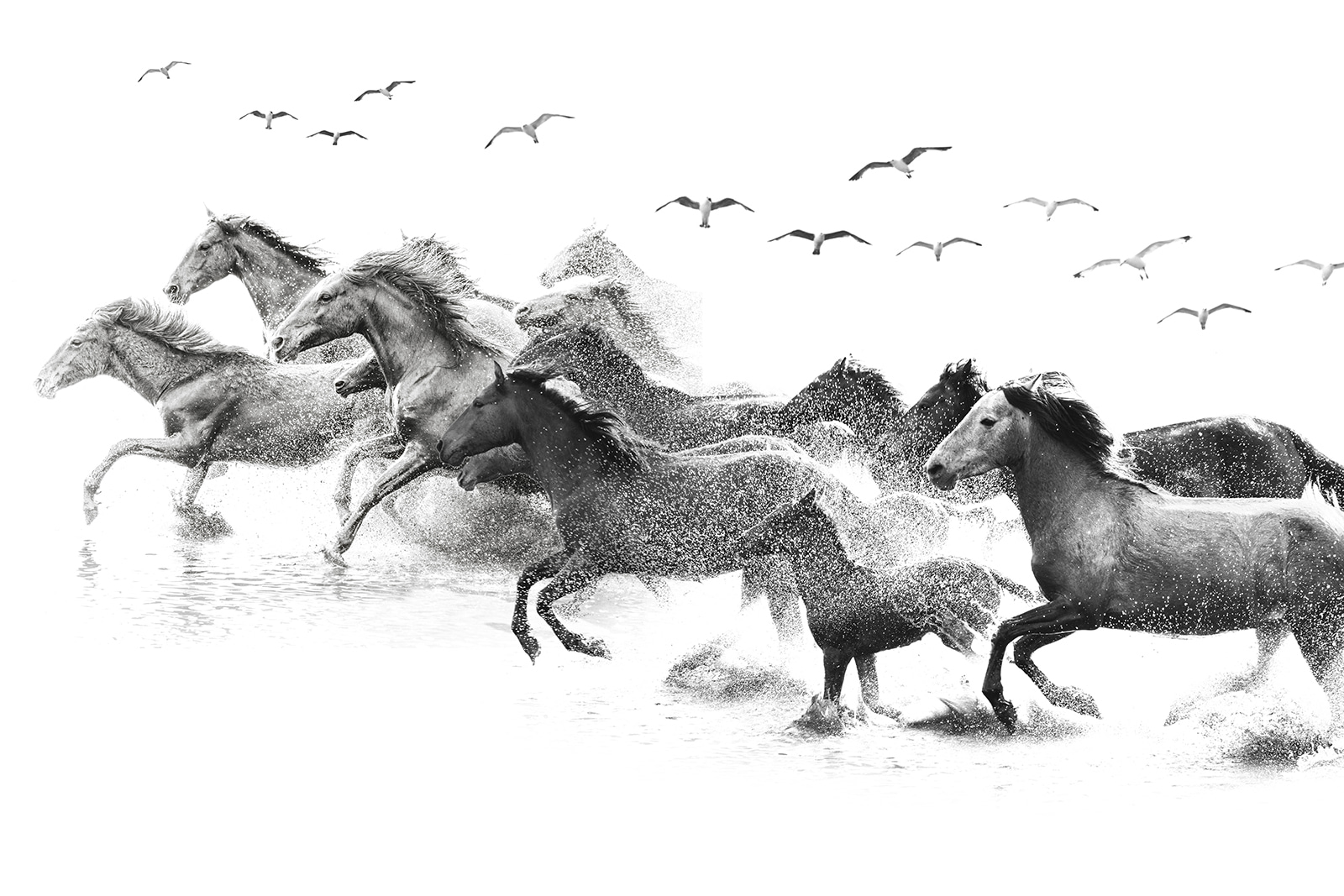 u14413p - Skupina koní bežiacich cez vodu - tegory