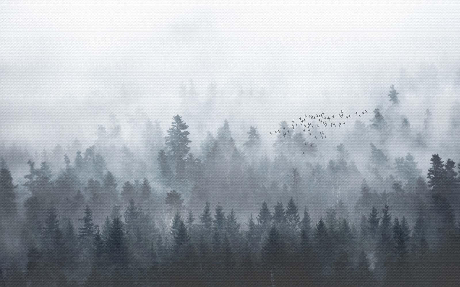 u16629p - Skupina vtákov letiacich nad lesom - tegory