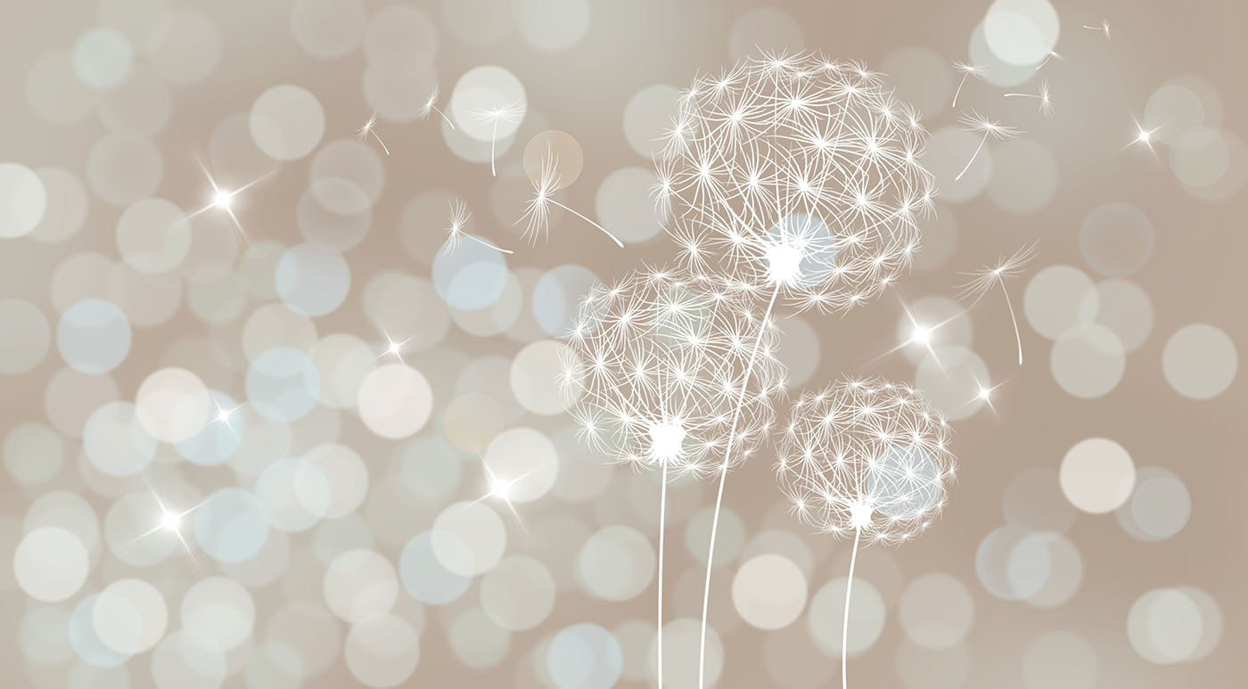 Delicate dandelions in soft backdrop Delicate dandelions in soft backdrop