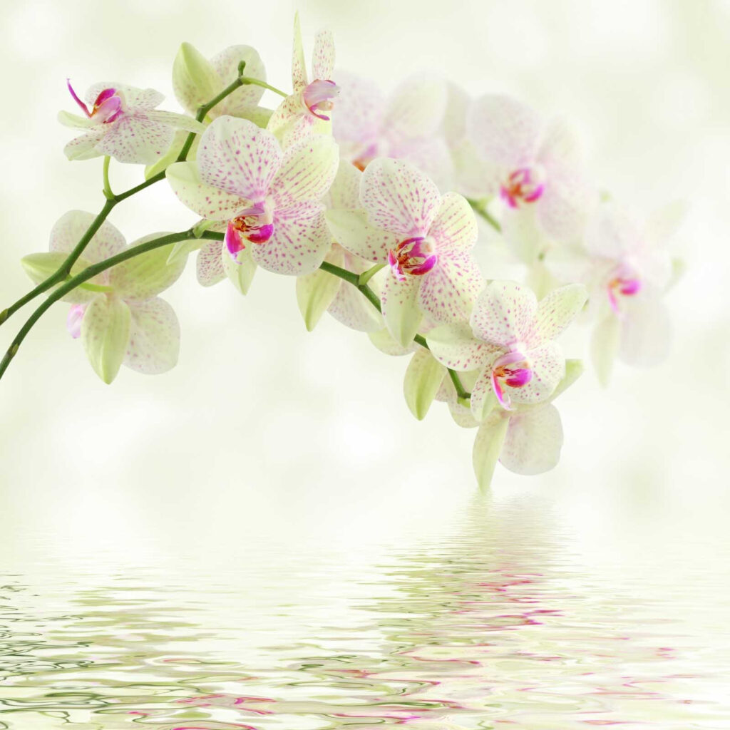 Jemné orchidey nad jemnou vodou. Jemné orchidey nad jemnou vodou.