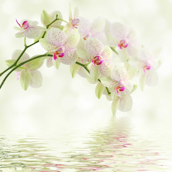 Jemné orchidey nad jemnou vodou. Jemné orchidey nad jemnou vodou.