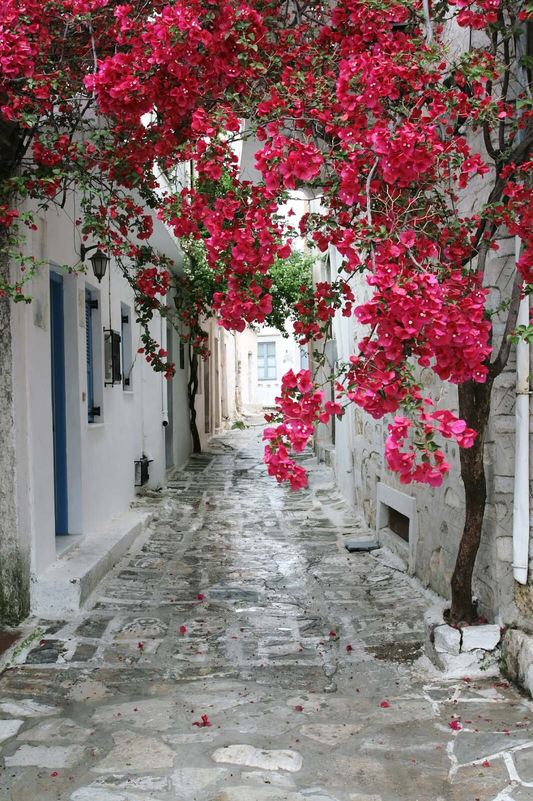 Stone alley with pink flowers