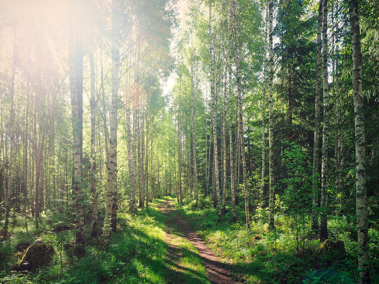 Path through a forest of trees