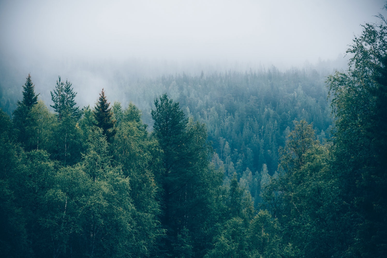 Les stromov s hmlou u74236p - Les stromov s hmlou - tegory