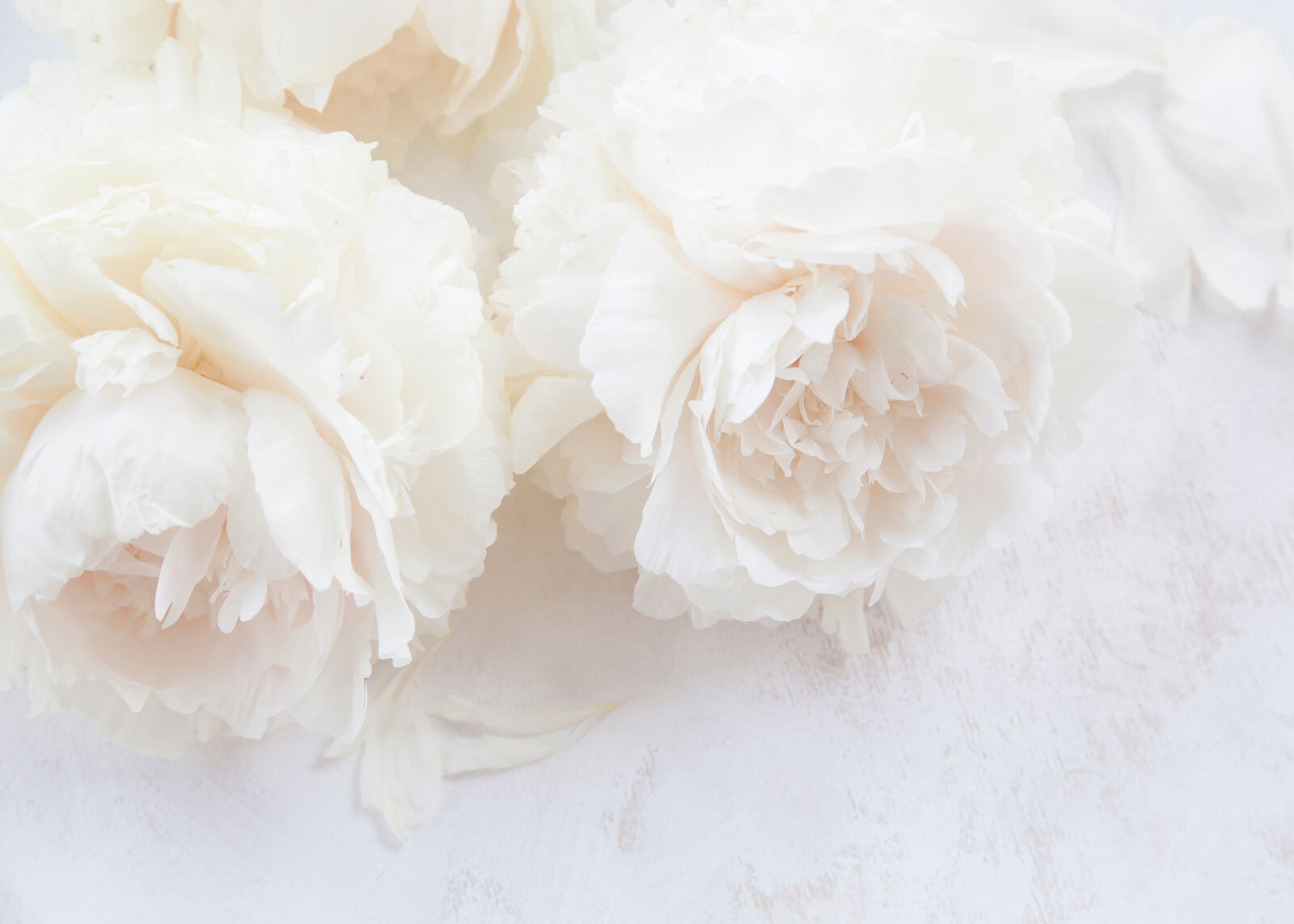 Group of white flowers