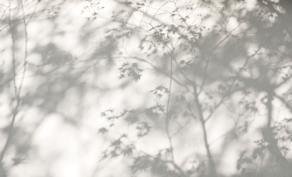 Shadows leaves on a wall Shadows leaves on a wall