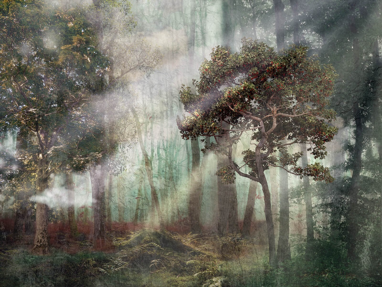 u80281p - Hmlistý les so stromami a hmlou - tegory