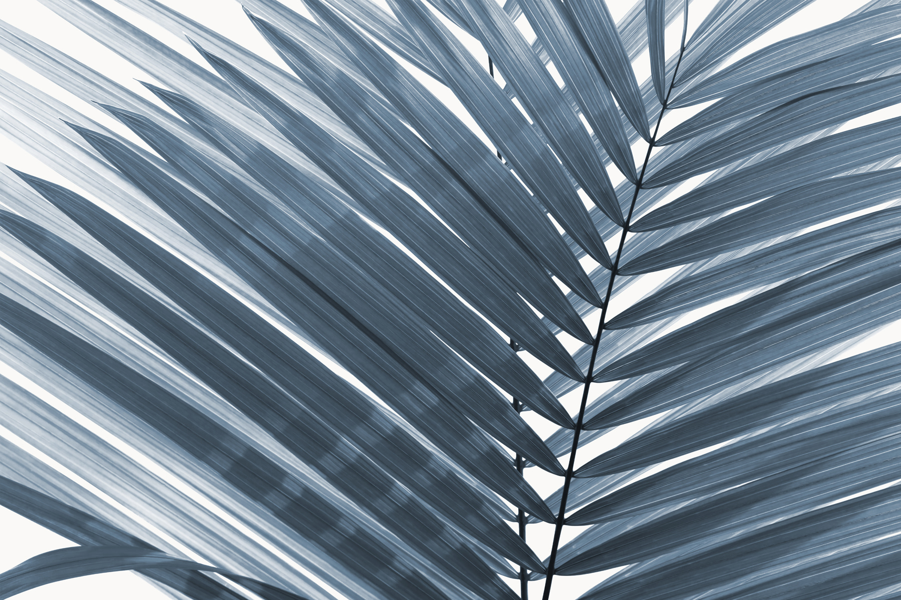 Elegant leaves in soft monochrome tones