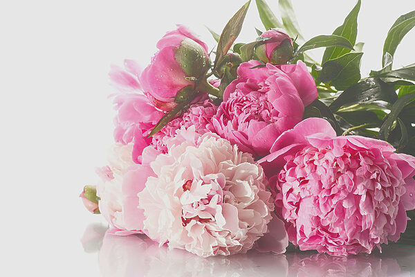 A bunch of pink and white flowers A bunch of pink and white flowers