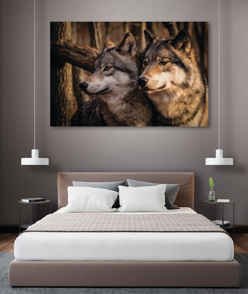 A couple of wolves in the woods A couple of wolves in the woods