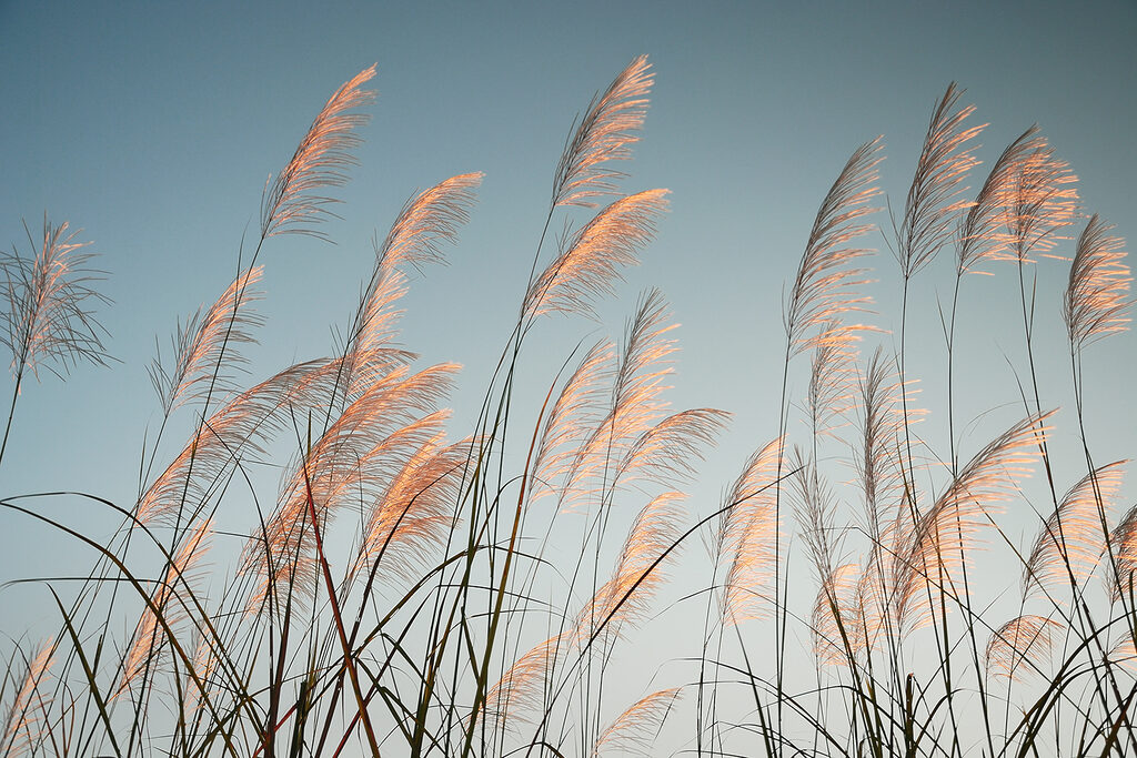 A group of tall grass A group of tall grass