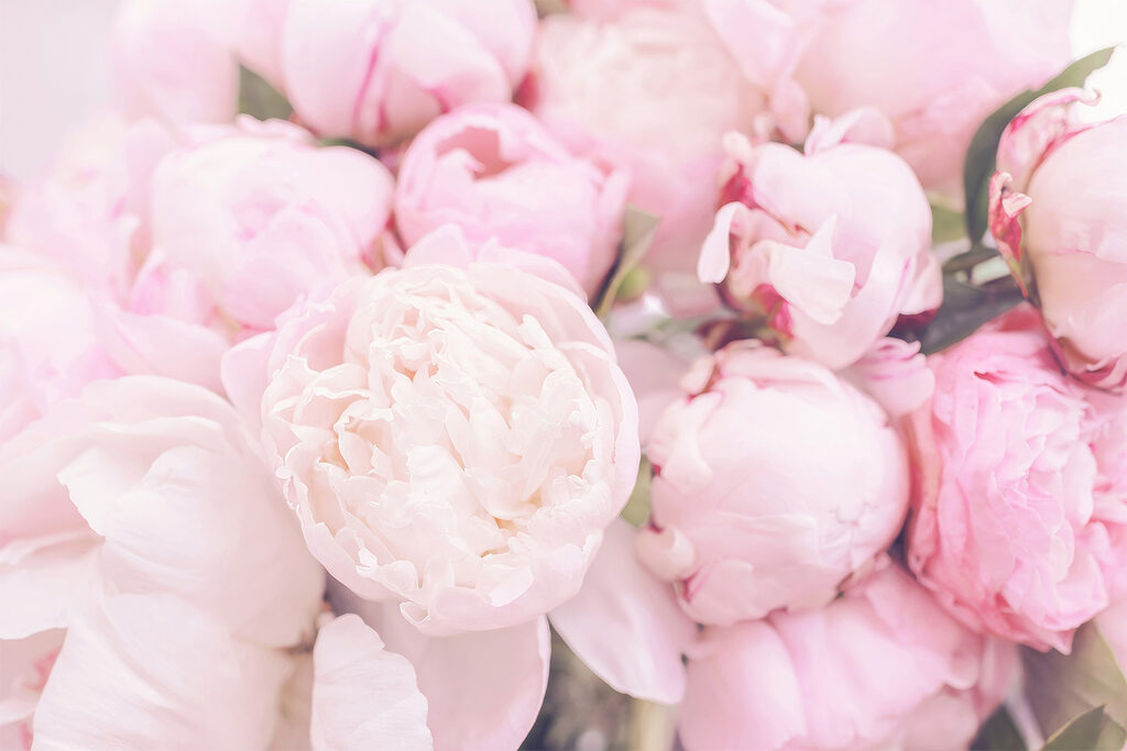 A group of pink flowers