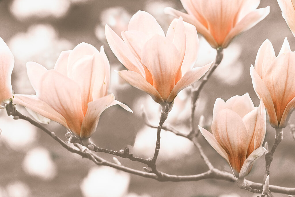 A group of flowers on a branch A group of flowers on a branch
