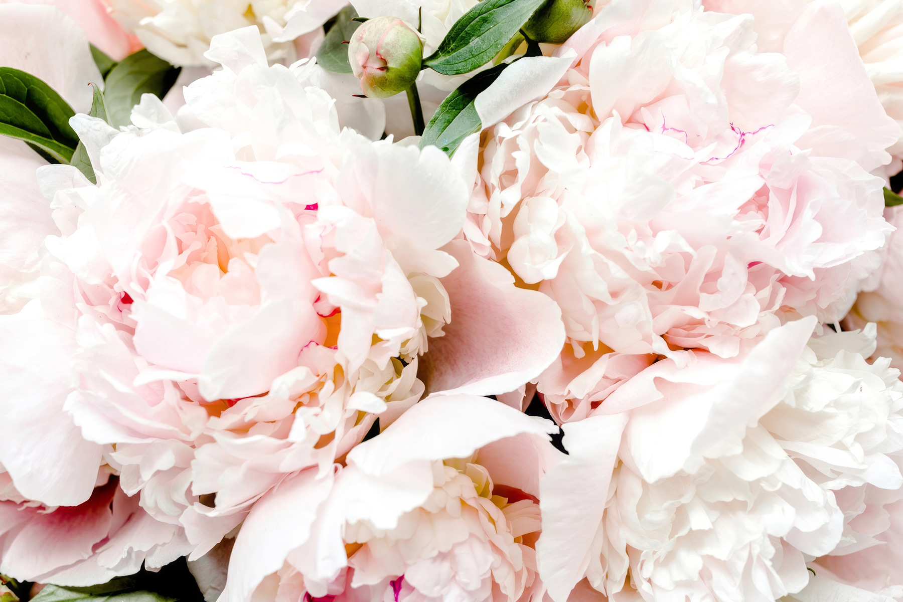 A group of pink flowers