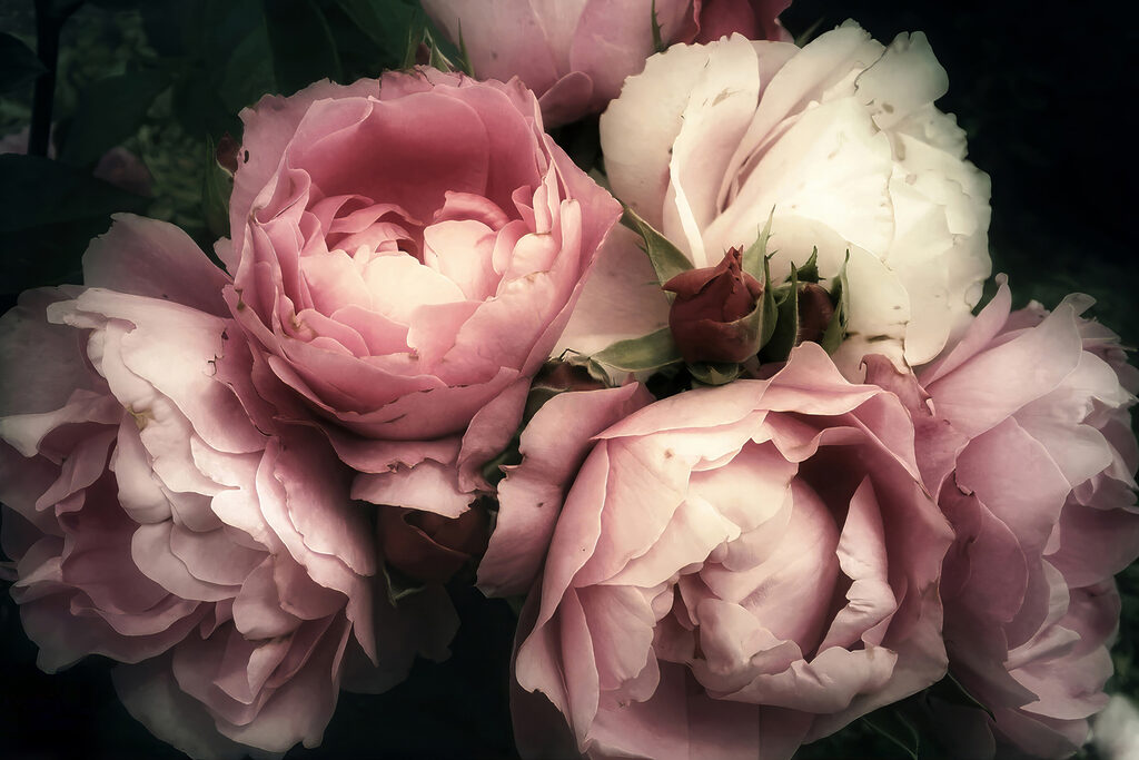 A group of pink and white roses