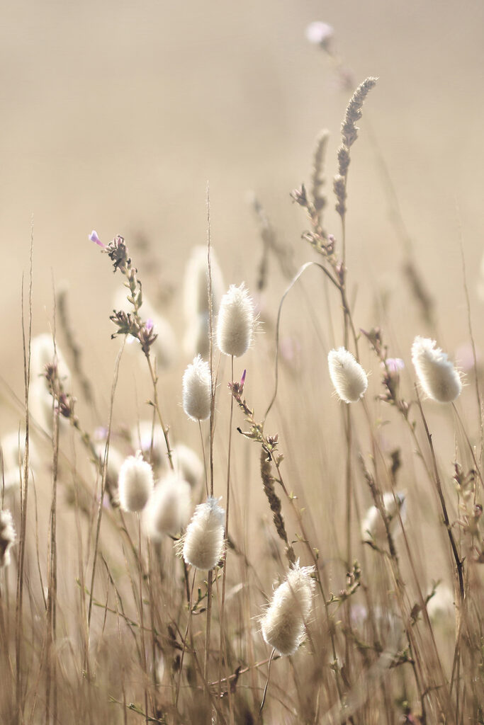 A close up of a plant