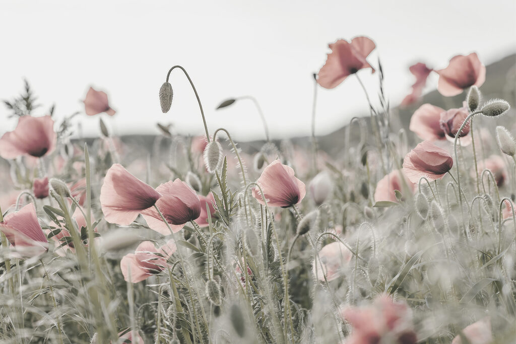A field of pink flowers A field of pink flowers