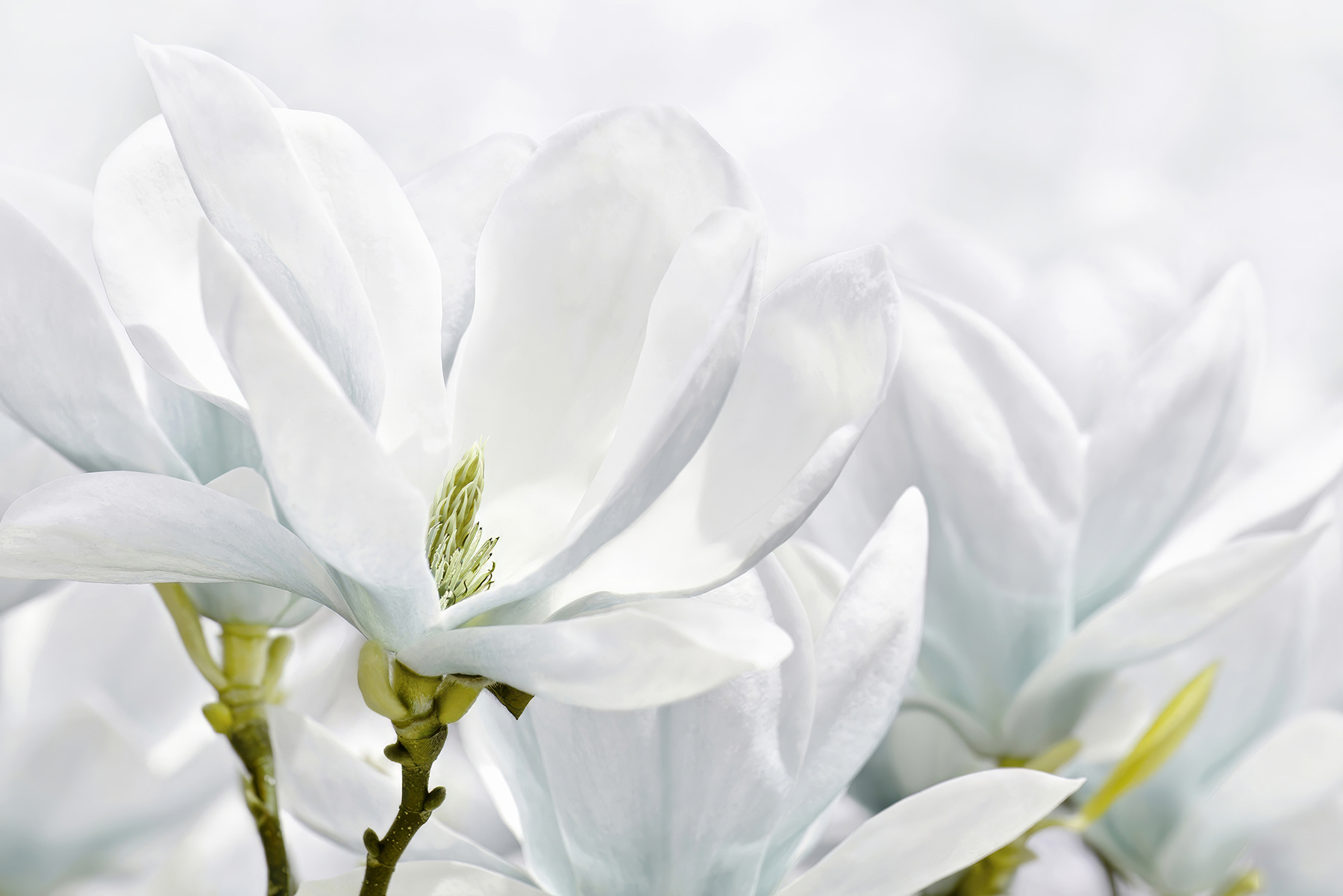 Close up of white flowers