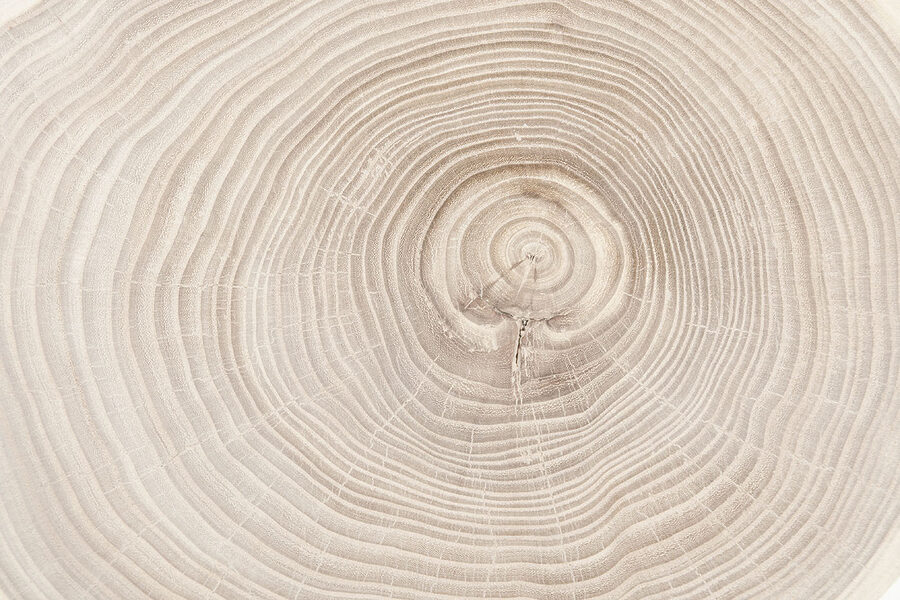 Detail kmeňa stromu