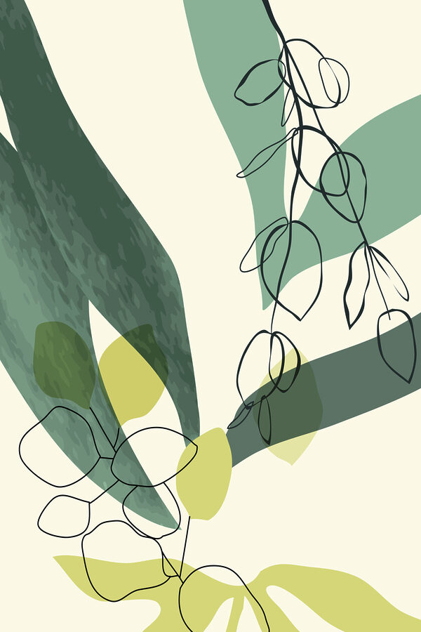 A drawing of a plant