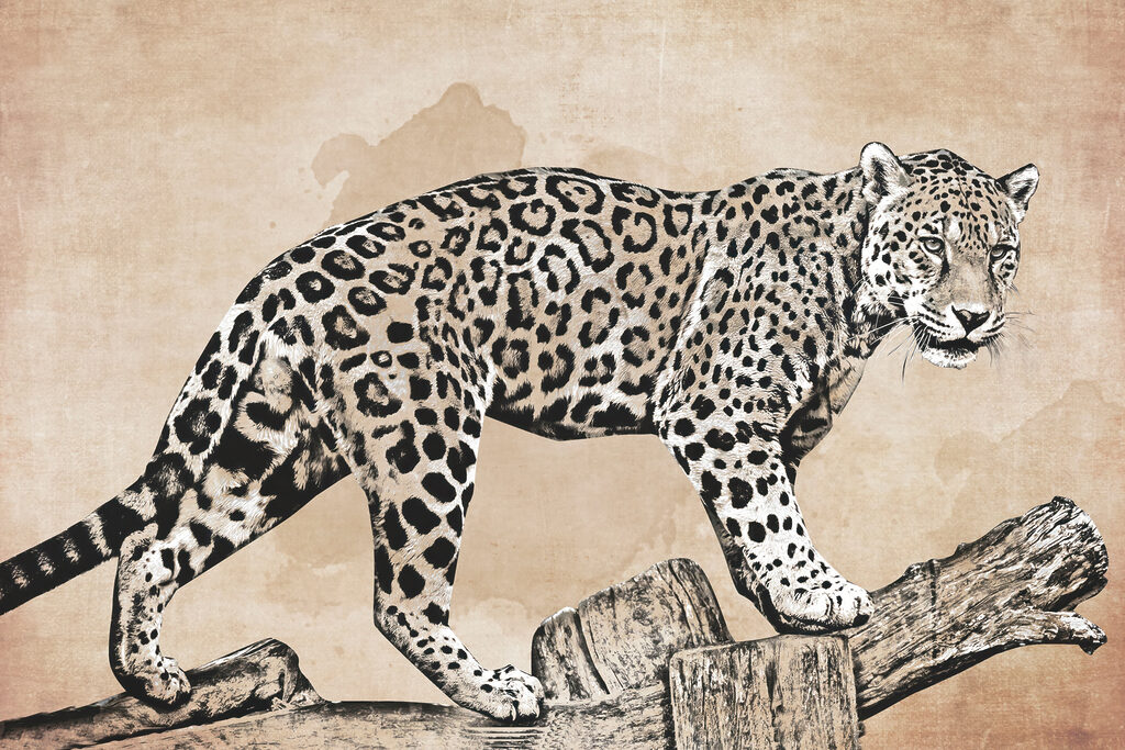 A drawing of a leopard walking on a log