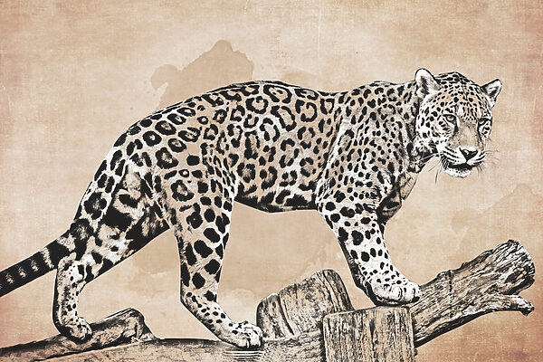 Kresba leoparda kráčajúceho po kmeni Kresba leoparda kráčajúceho po kmeni