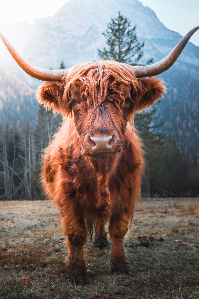 A yak with long horns standing in a field