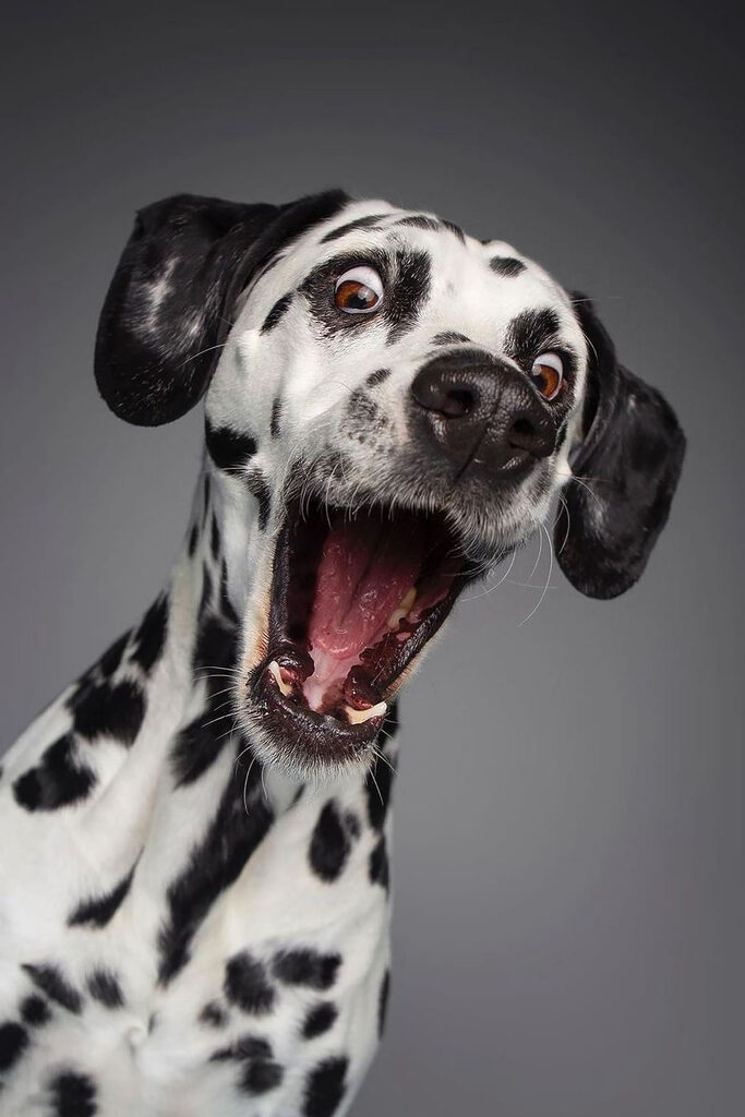 A dog with its mouth open A dog with its mouth open