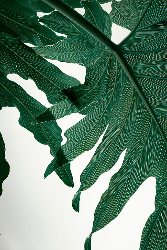 Vibrant green leaves in sunlight Vibrant green leaves in sunlight