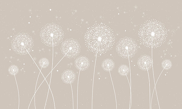 A white dandelions on a grey background