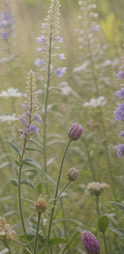 Field of flowers Field of flowers