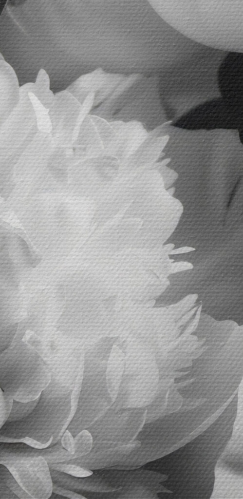 Group of white flowers