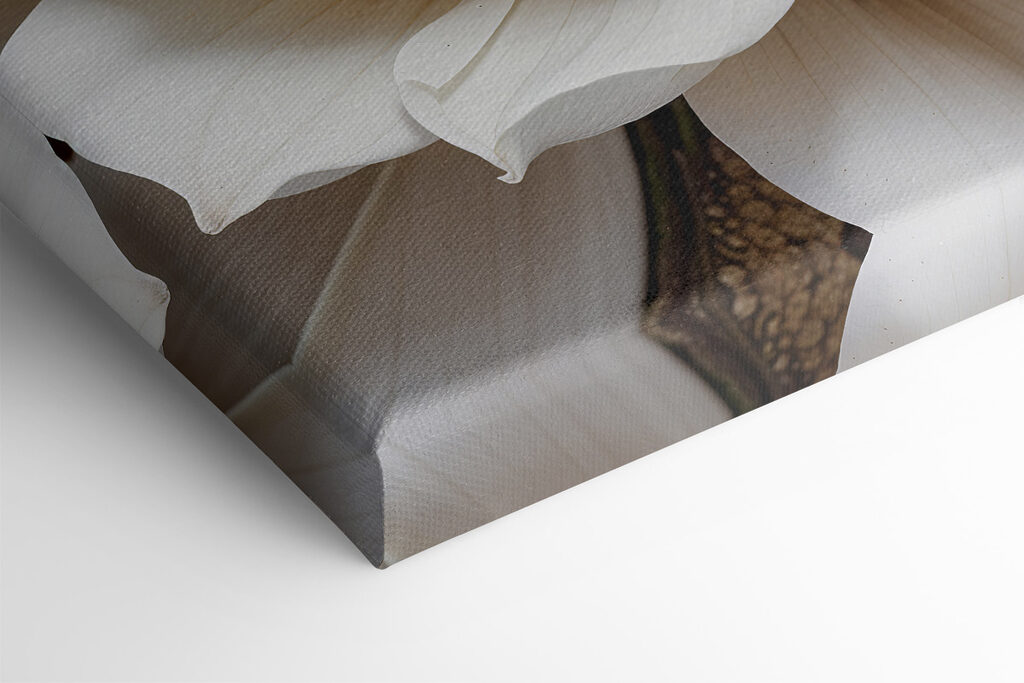 Close up of a white flower Close up of a white flower