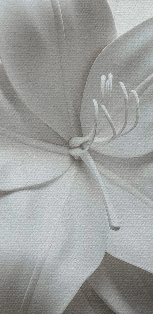 White flower on a white surface