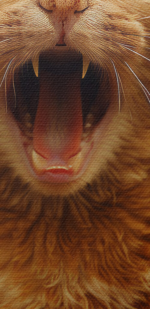 Cat with its mouth open