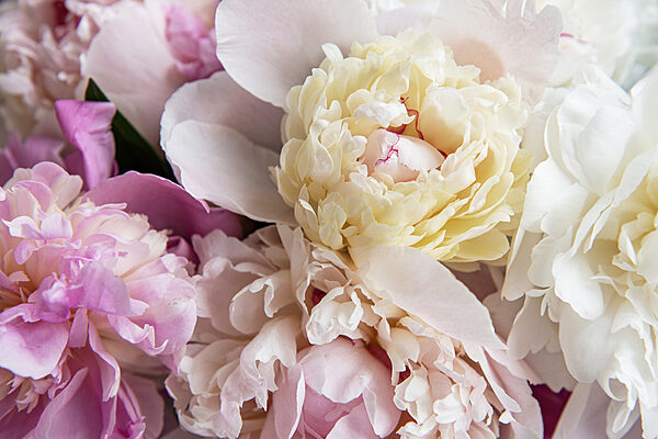 Delicate blooms in soft pastel shades